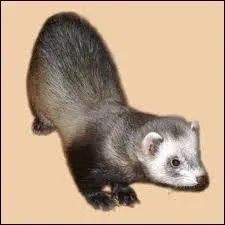 Qu'est-ce qu'un furet ?