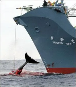 La baleine a perdu la bataille. Les chasseurs ont russi  ... harponner .