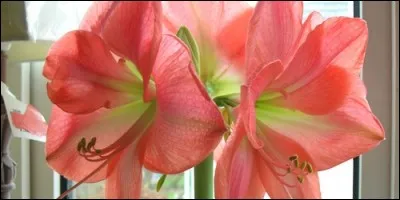 D'où est originaire l'amaryllis ?