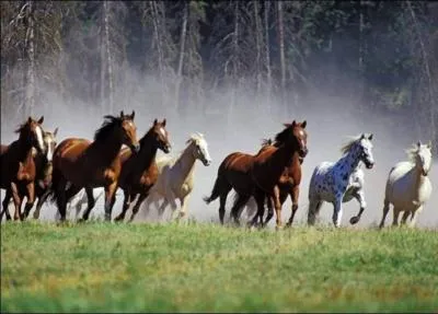 Les chevaux sont-ils des mammifres ? Pourquoi ?