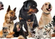 Quiz Groupes de chiens