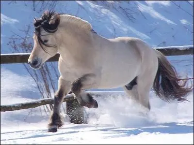 Comment se nomme cette race de poney ?