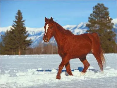 Le cheval possde un avant-train, un corps et un arrire-train.