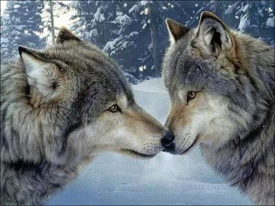 Le loup est un canid, les canids appartiennent  la famille des :