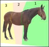 Quiz Chevaux