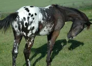 Quiz Appaloosa