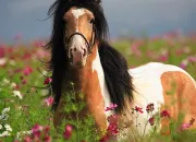 Quiz Irish Cob