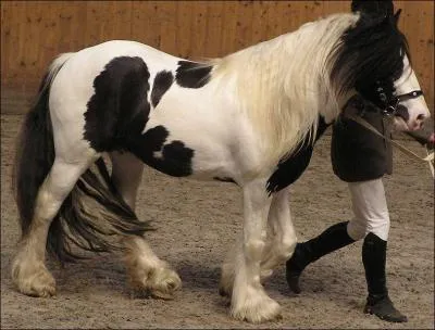 L'Irish Cob porte un deuxime nom, lequel ?