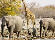 Quiz Elphant et girafe