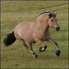 De quelle race est ce poney ?