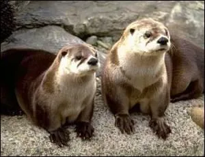 Quelle est cette loutre, l'une des deux seules d'Amrique du Nord ?