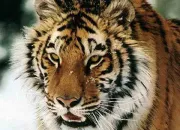 Quiz Le tigre de Sibrie