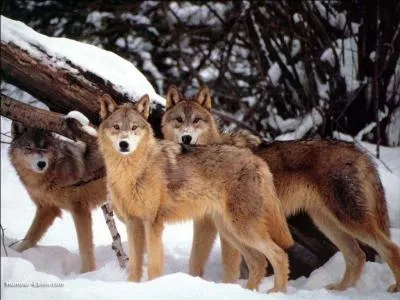 O habitent les loups ?