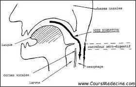 C'est la luette, cet appendice qui prolonge le palais, qui, au niveau du carrefour aro-digestif, descend vers le bas et obstrue l'entre de la trache (ouverture du larynx) au moment o nous avalons un aliment.