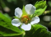 Quiz Des fleurs blanches