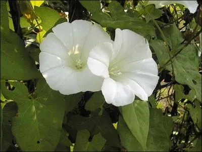 Quelle est cette fleur grimpante, dont le nom commence par un prnom ?