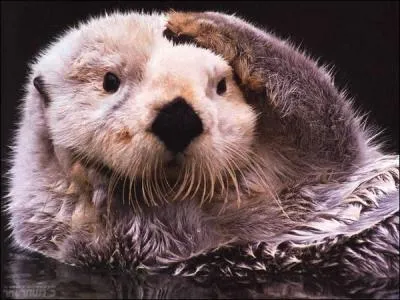 Le nom scientifique de la loutre de mer est :