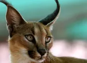 Quiz Caracal