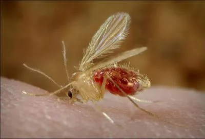 La leishmaniose viscrale est une maladie cause par un parasite (la leishmania) aboutissant au dcs de l'hte infect. C'est un insecte hmatophage, le phlbotome, qui est le vecteur de cette maladie. Quel est l'autre nom de cette maladie ?