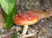 Quiz Les champignons des bois