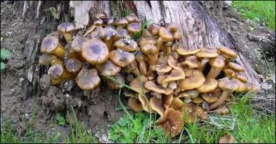 Quel est ce champignon ?