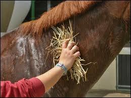 Quiz Chevaux