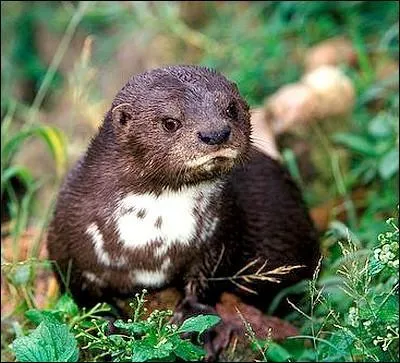 Quelle est la plus petite loutre d'Afrique ?