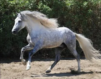 Quelle est la robe de ce cheval ?