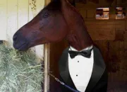 Quiz Qui sont ces stars  cheval ?