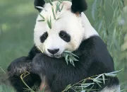 Quiz Panda