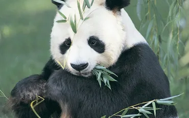 Quiz Panda