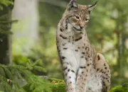 Quiz Le Lynx