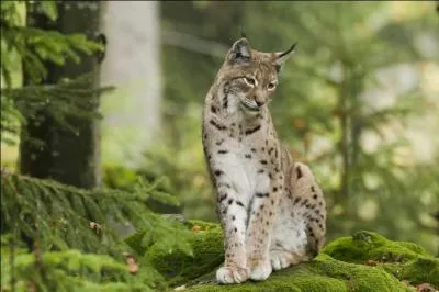 Quel est le nom scientifique du lynx ?