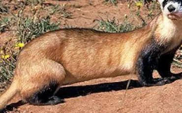 Quiz Mustelides