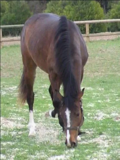 Combien faut-il de brosses pour panser un cheval ?