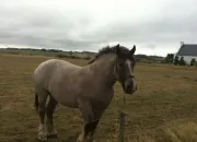 Quiz Les robes des chevaux