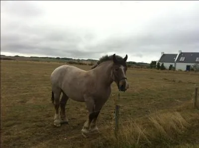 De quelle robe est ce cheval ?