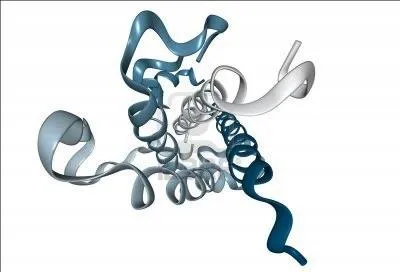 Physiologie - Qu'est-ce qu'une hormone ?