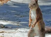 Quiz La famille des animaux