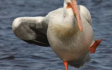 Quiz Animaux