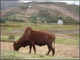 Quel est le nom de cet animal ?