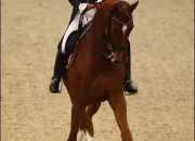 Quiz Chevaux de sport clbres