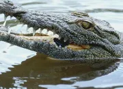 Quiz Autour du crocodile