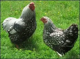 La plupart des jardins peuvent accueillir des poules, car ces animaux affectueux et intressants, peu coteux  entretenir, demandent :