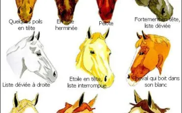 Quiz Chevaux