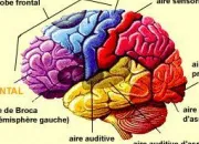 Quiz La pdophilie : un sujet des plus tabous. Description en questions