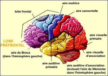 Parlons d'abord du caractre psychologique du pdophile : que se passe-t-il dans son cerveau ?