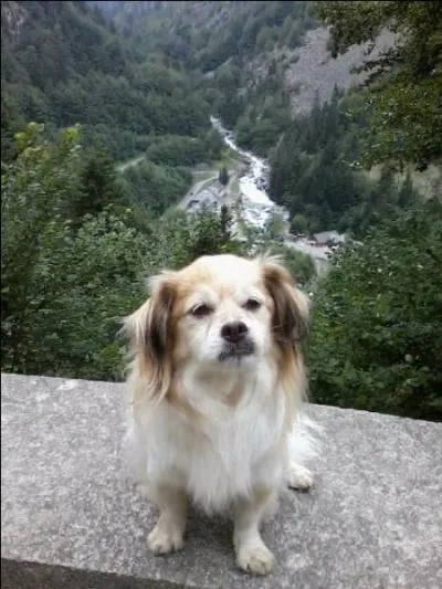 Quelle est la race de ce magnifique chien ?