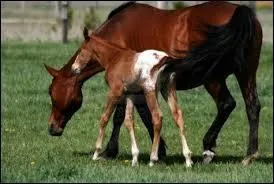 Quel est le bb de cet animal ?