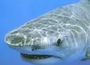 Quiz Les requins de A  Z